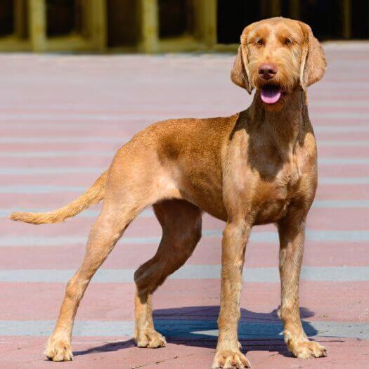 Long haired 2025 vizsla dog